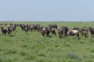 GNU