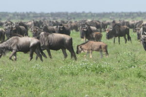 GNU