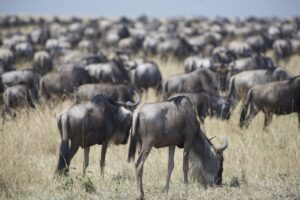 wildebeest-7301648_1280