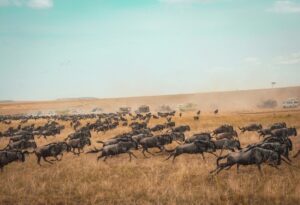 harshil-gudka-aKcVSSDotgo-unsplash